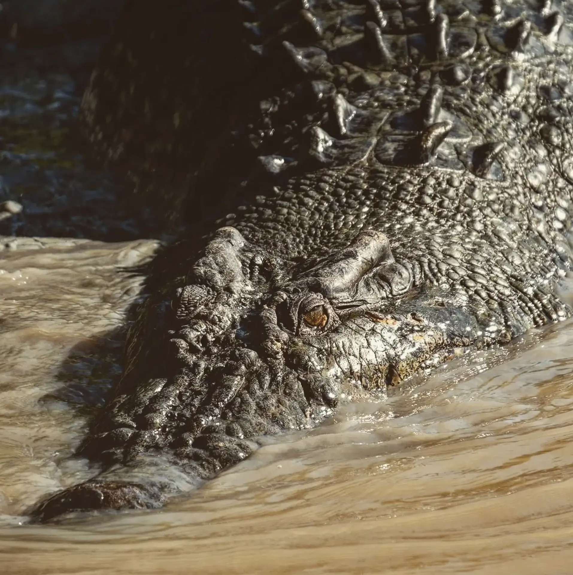 African Nile Crocodiles