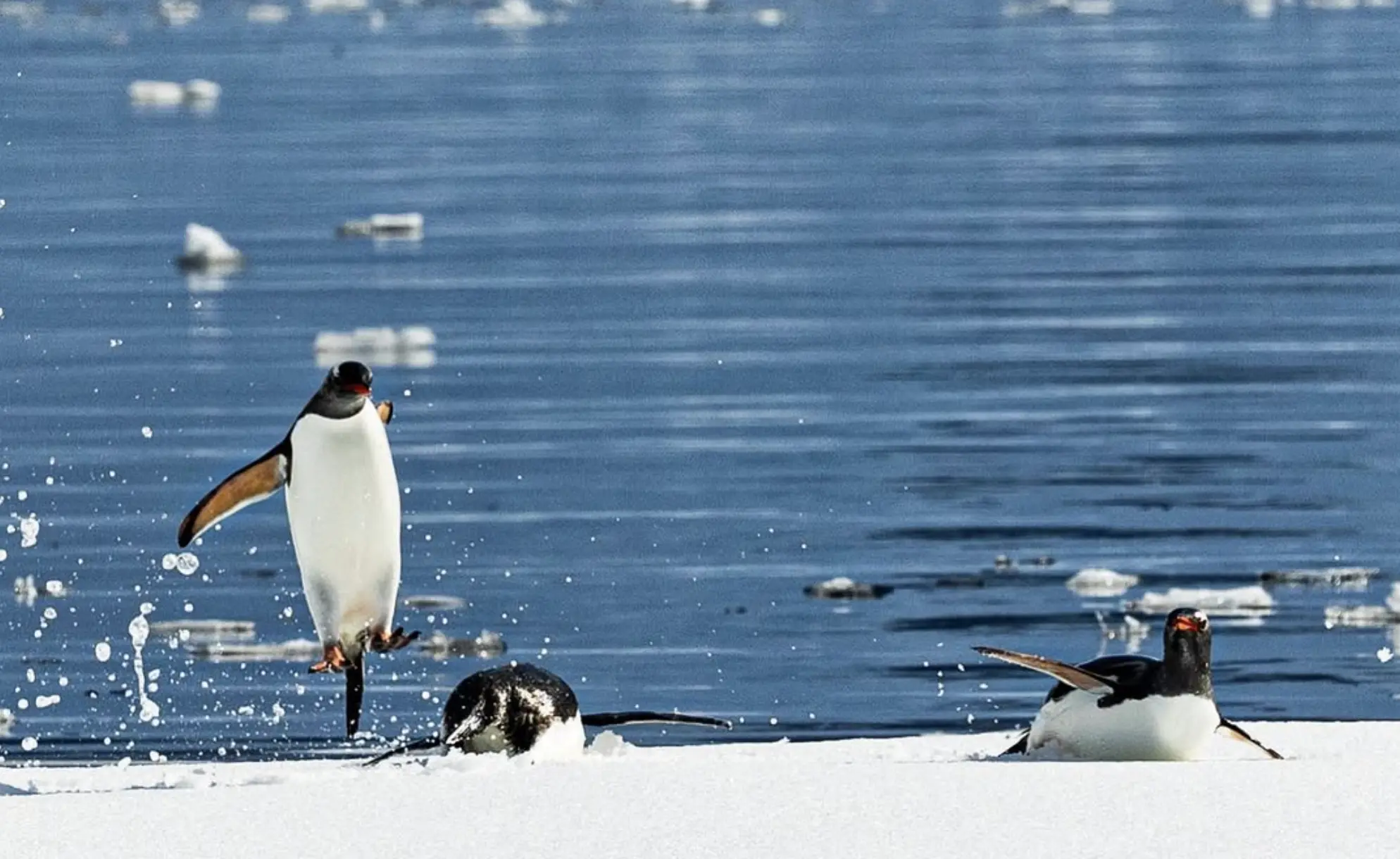 Antarctica Wildlife