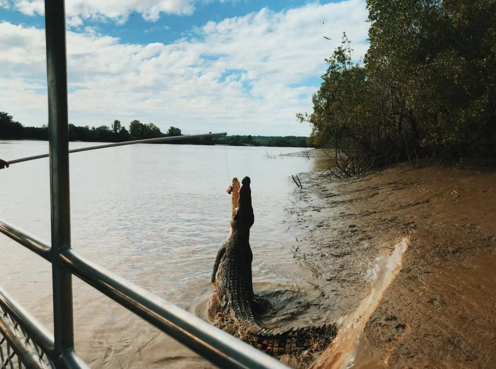 jumping croc tours Darwin