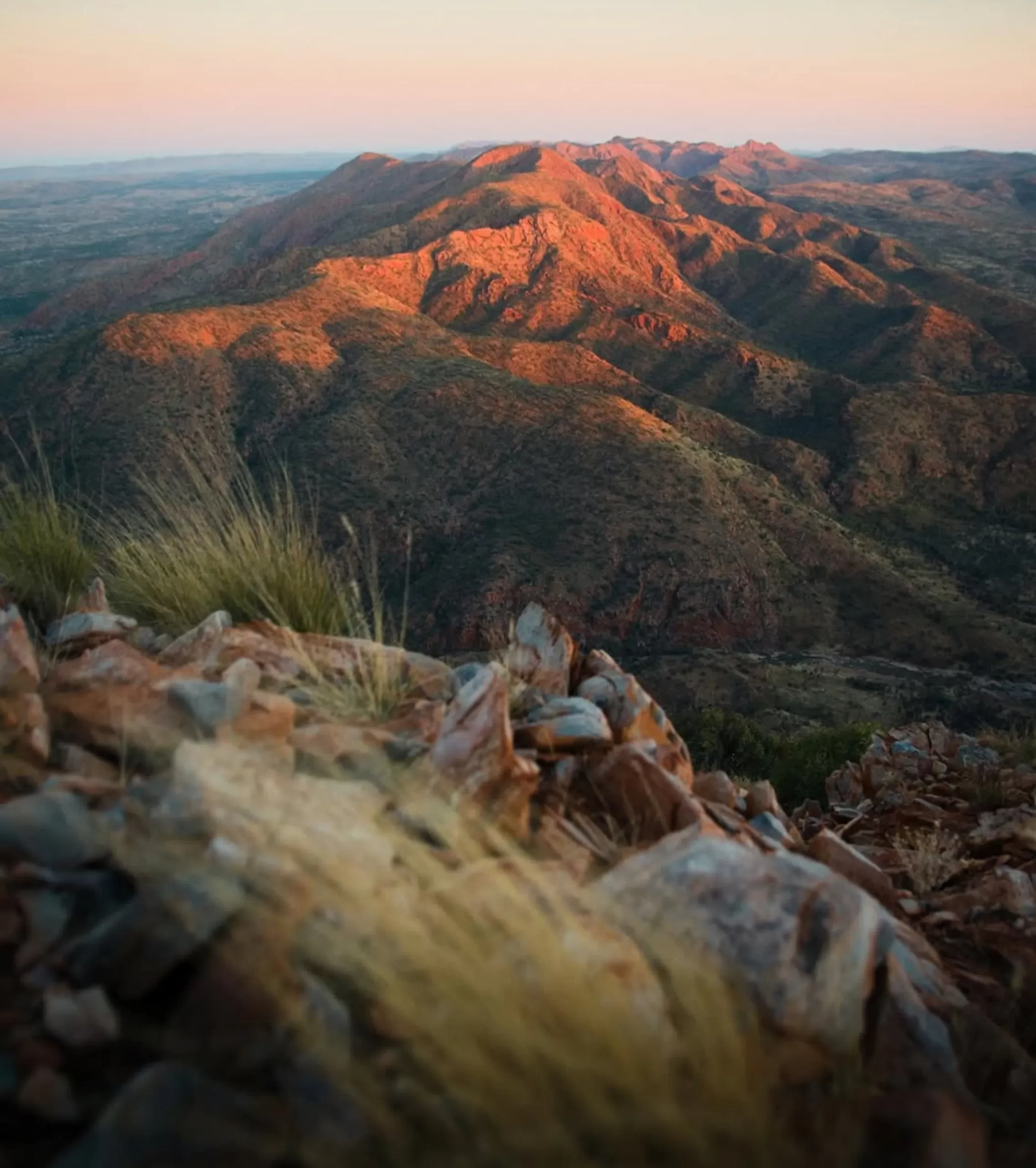 wildlife free, Larapinta