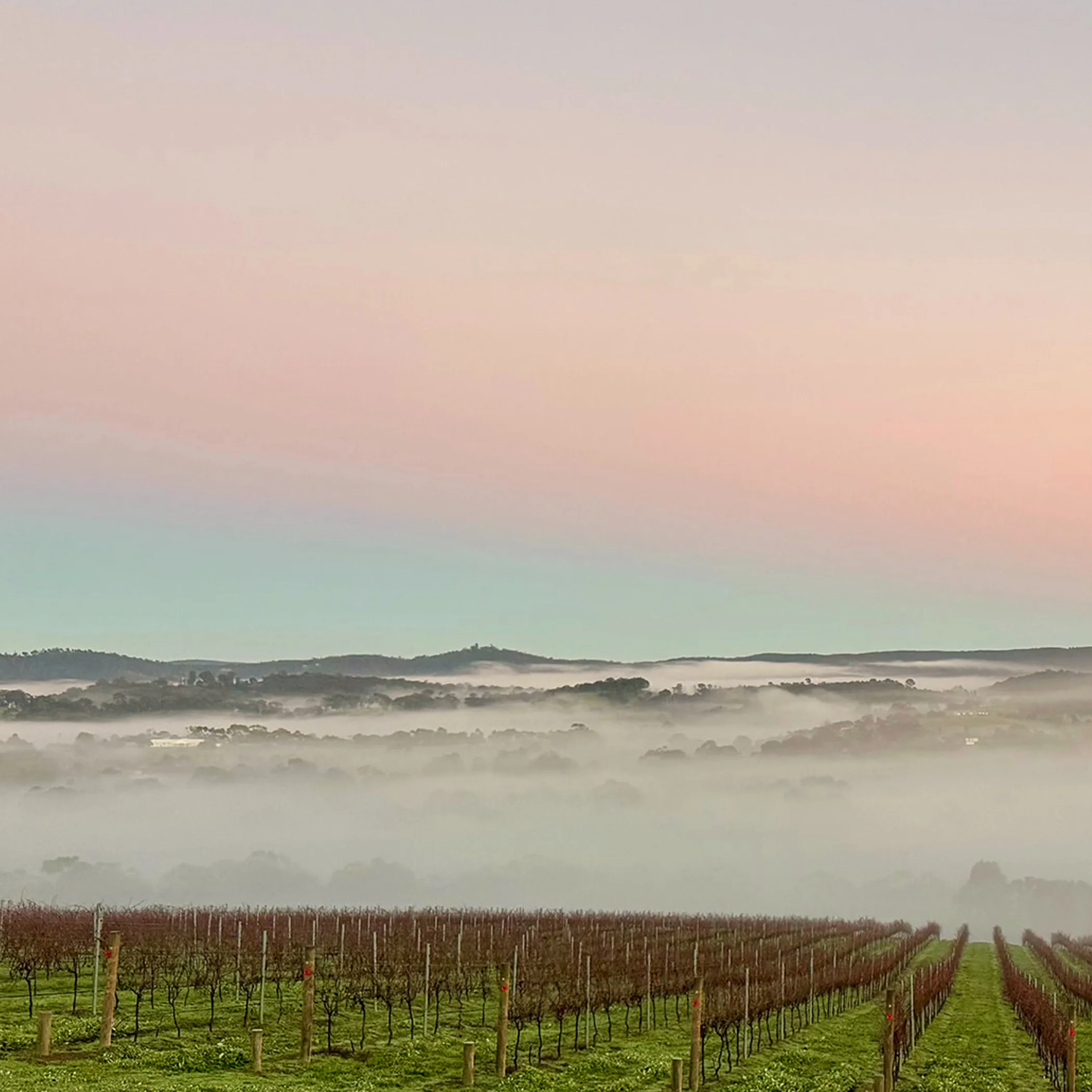 clear vineyard photograph