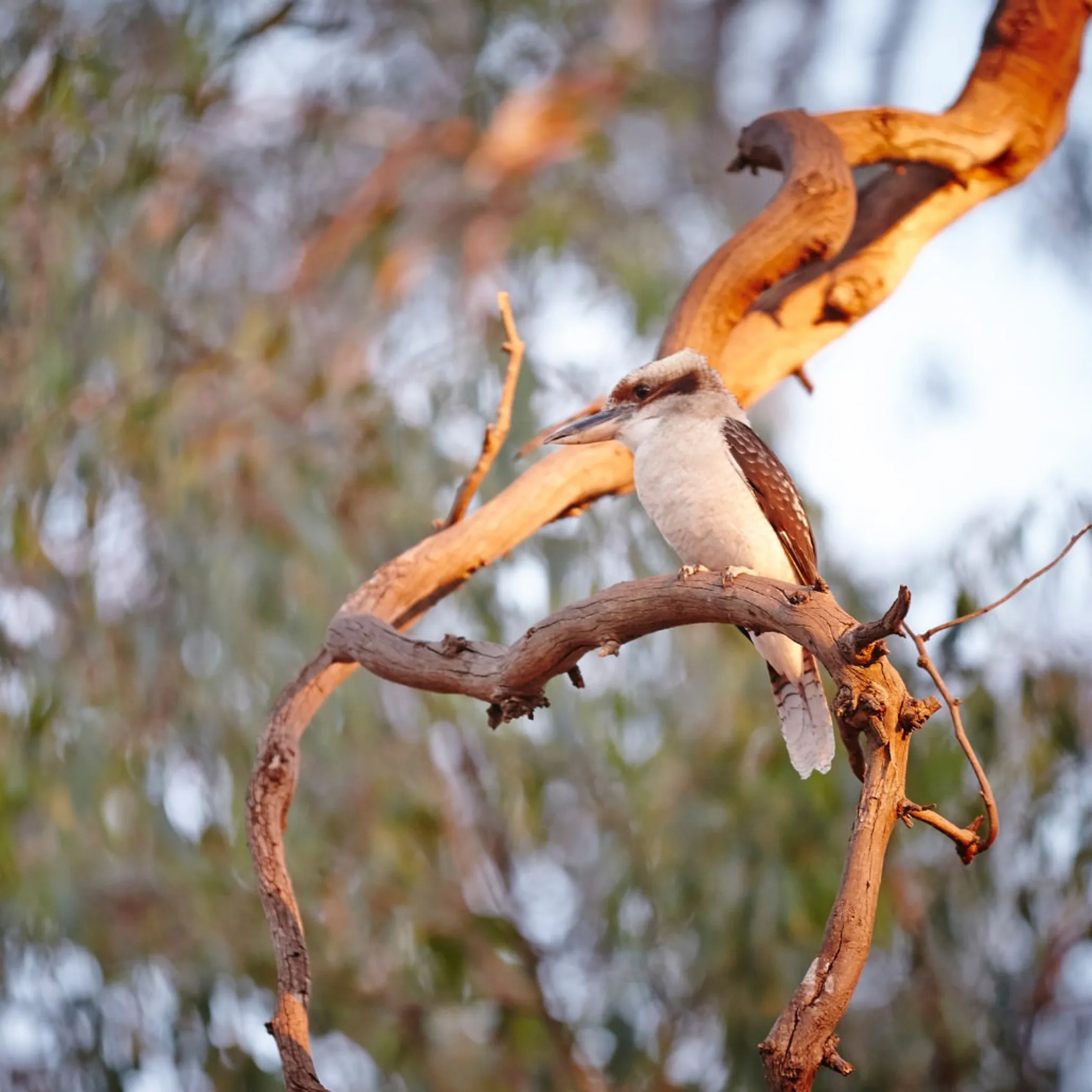 wildlife photograph supporting biodiversity