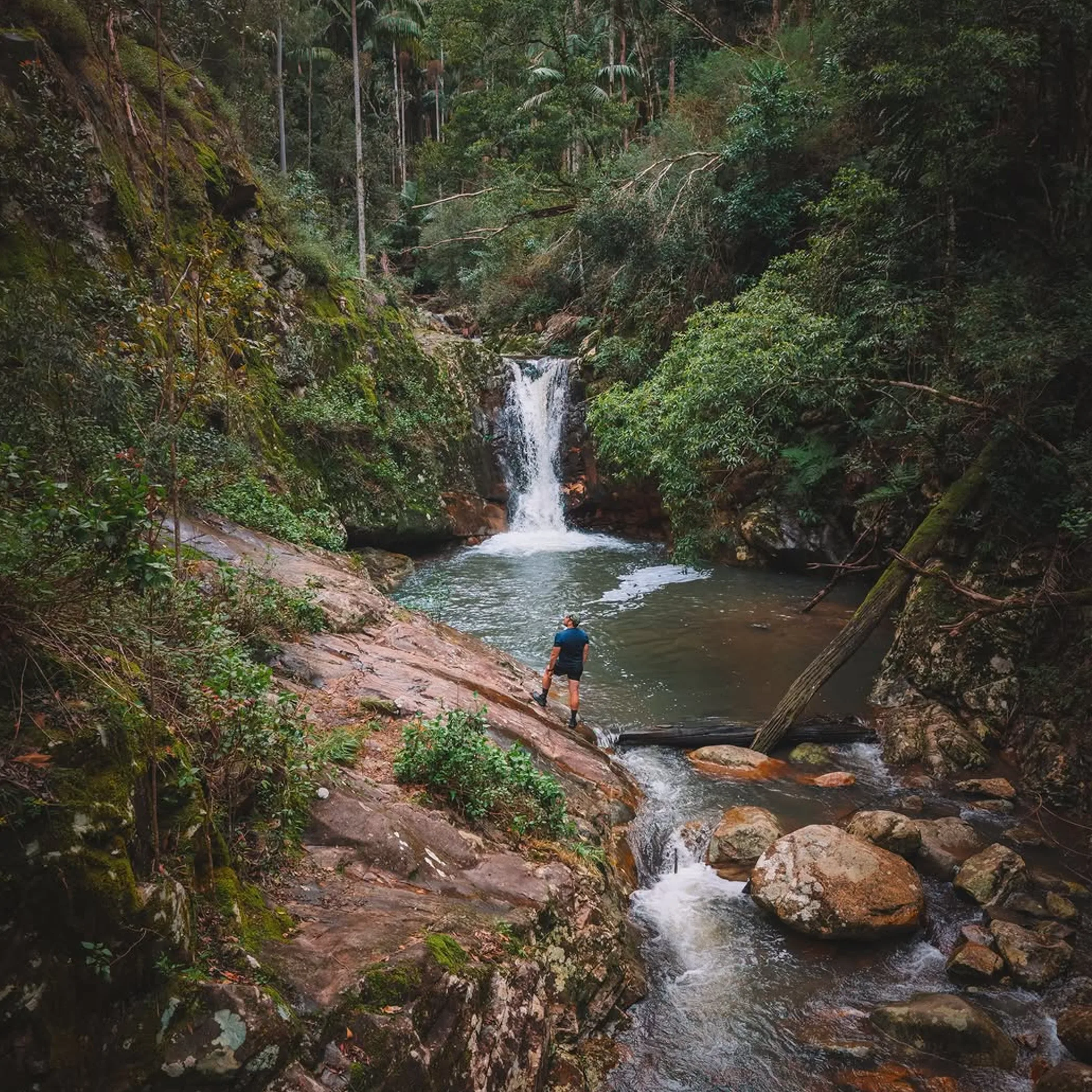 tropical waterfall swimming hole