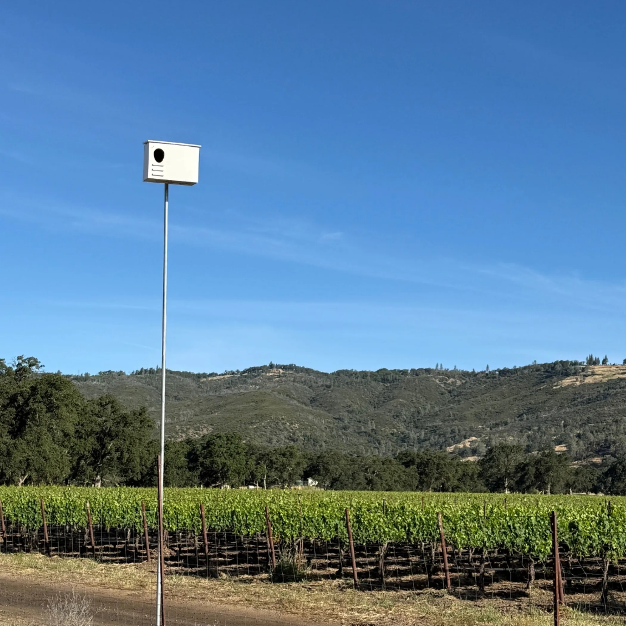 vineyard with mounted nest box