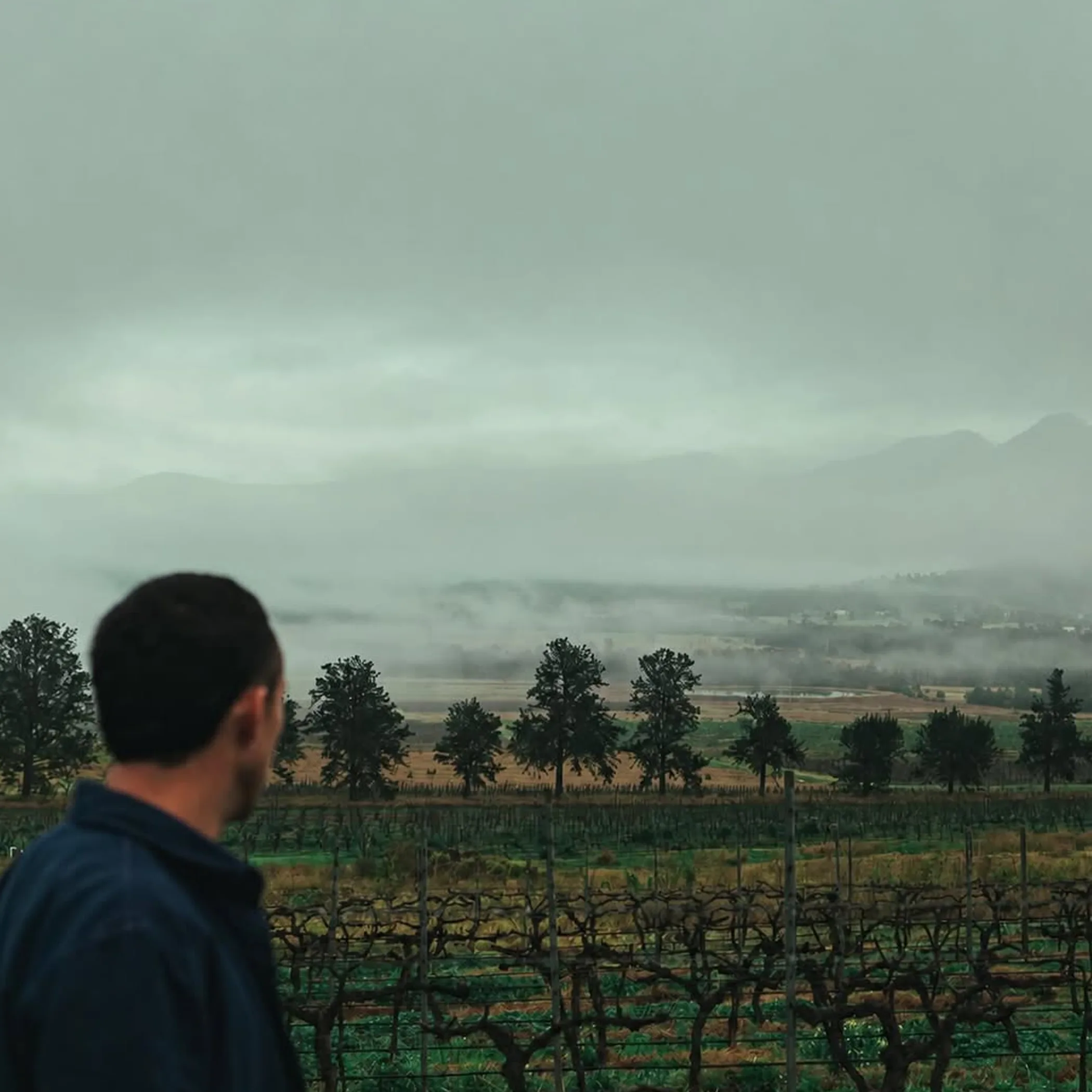 vineyard rows and farming landscape