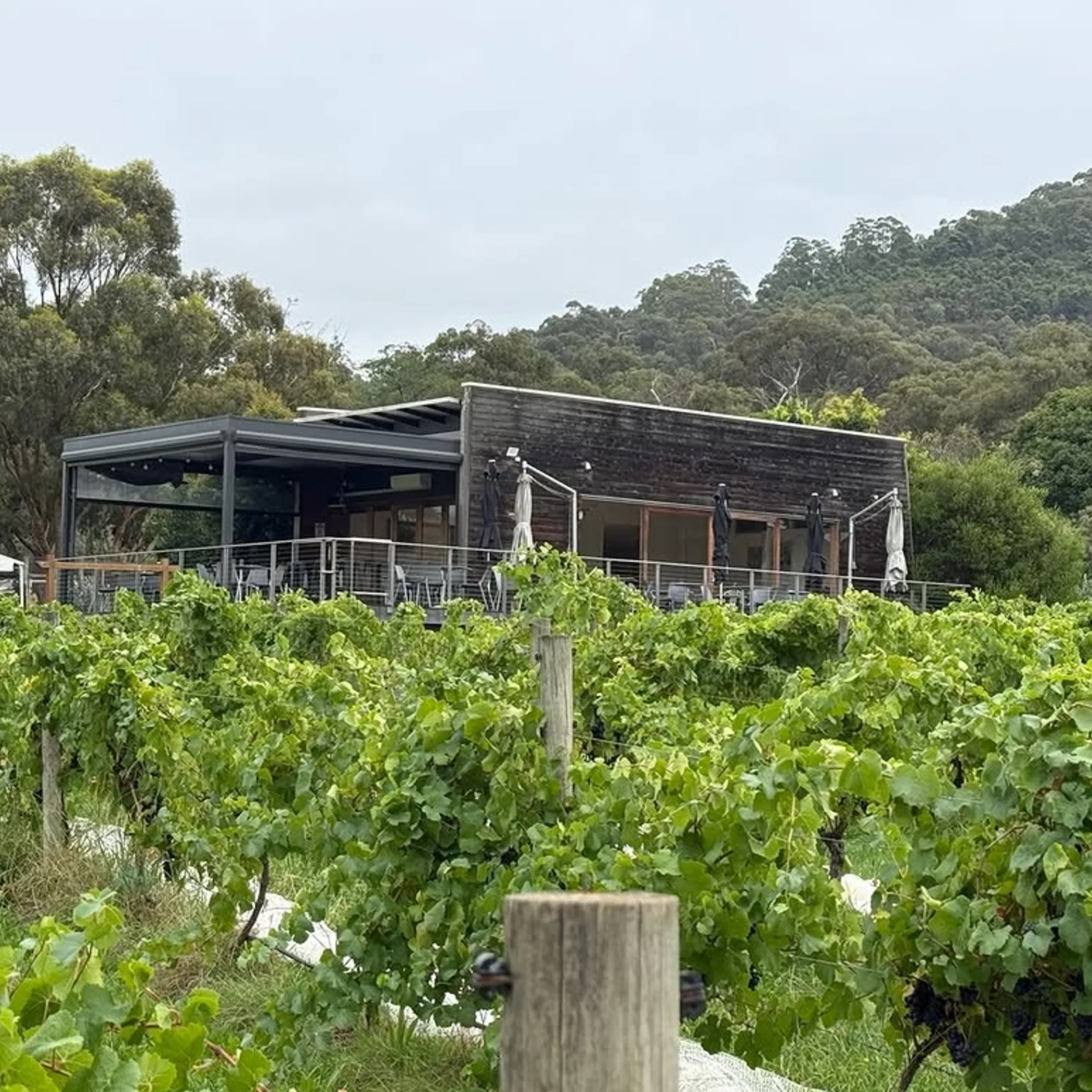 vineyard operations and estate setting