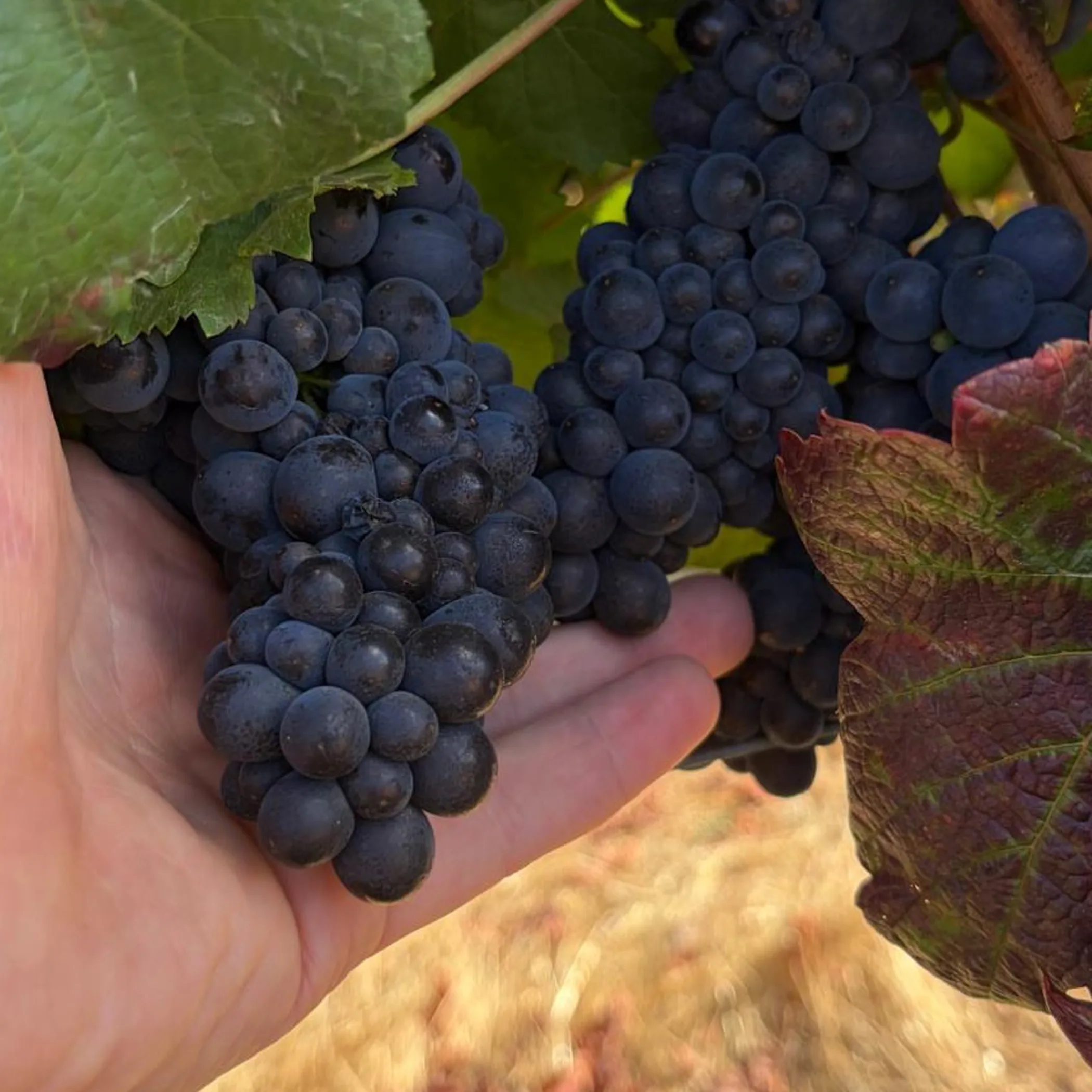 grapes in a vineyard