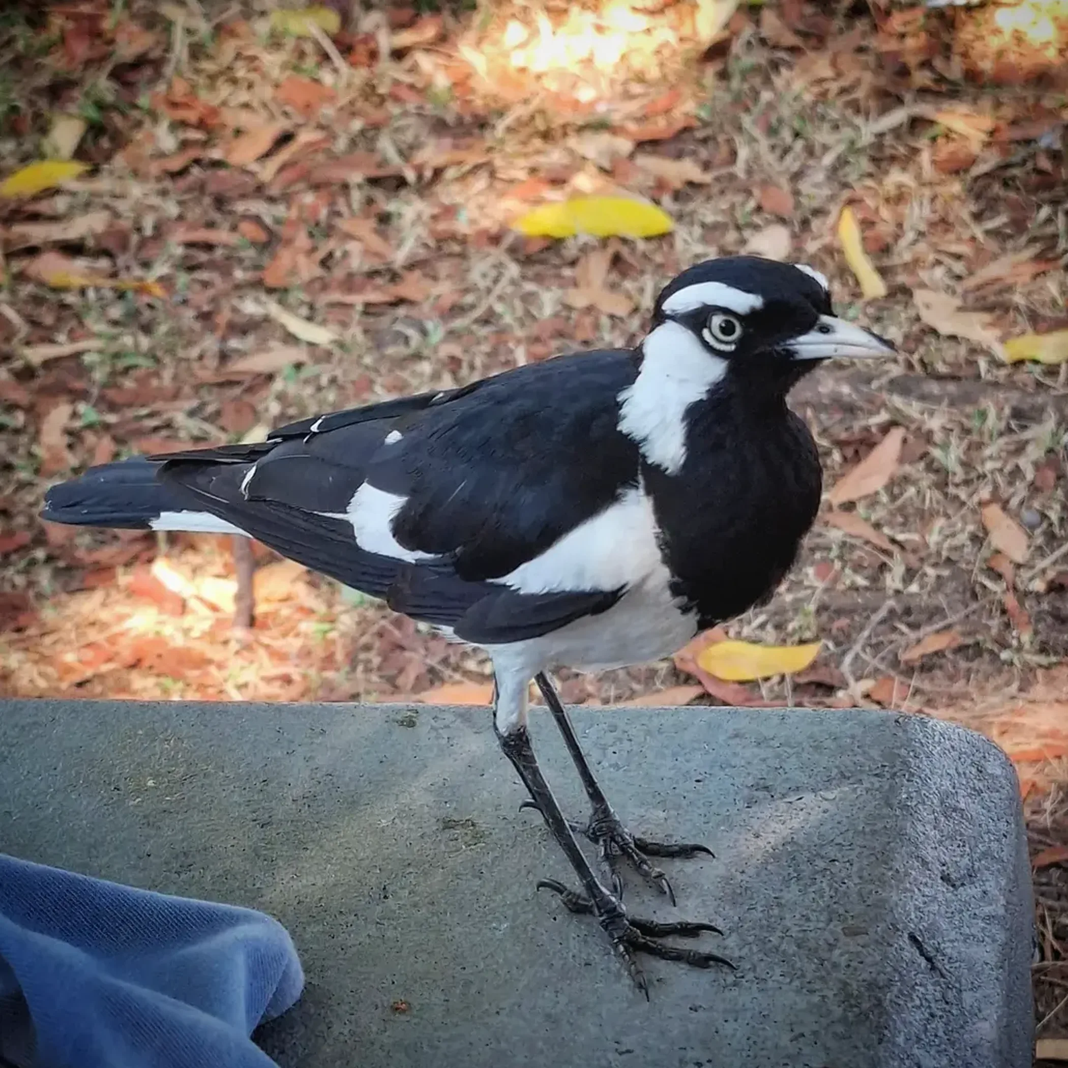 wildlife in northern territory