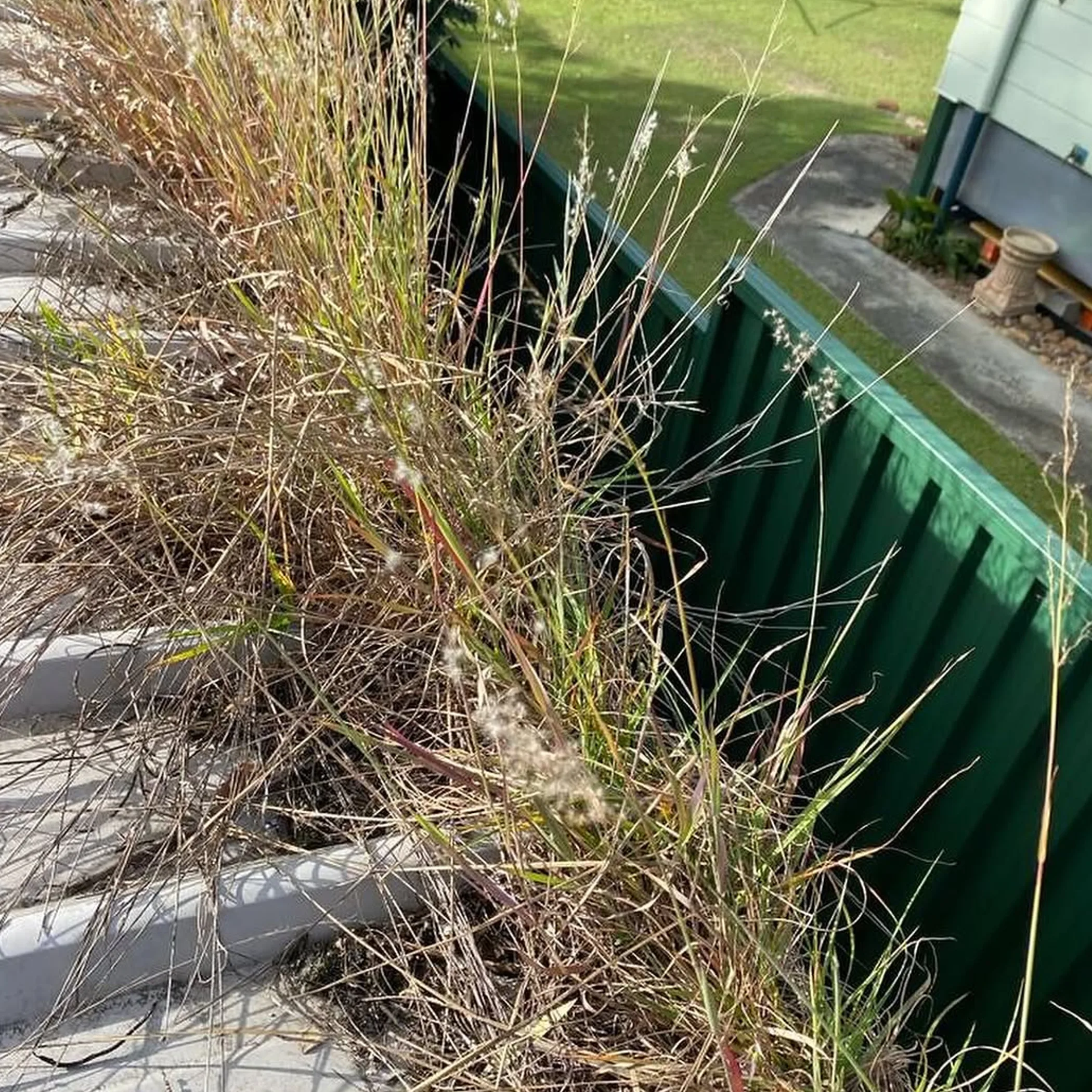 vegetation and debris around gutter