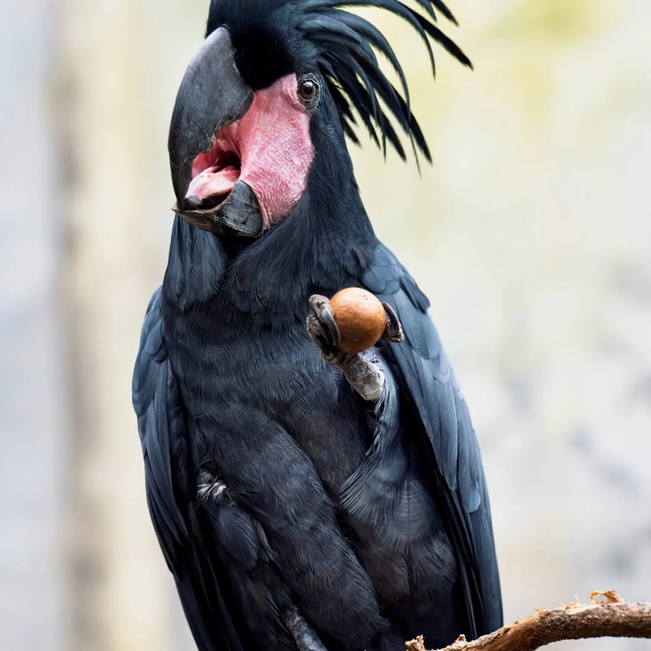well-lit palm cockatoo